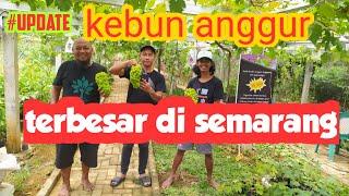 Kebun anggur terbesar di semarang ... #update