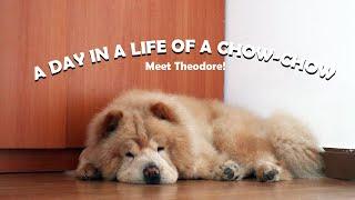 MOST REQUESTED VIDEO: A day in a life of a calm CHOW-CHOW (Vlog#71)