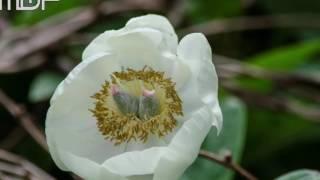 flowers of kew video