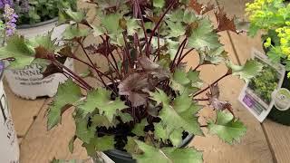 Ligularia 'Osiris Fantaisie' // Hardy, EASY to GROW Perennial with STUNNING foliage for wet spots