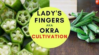 Lady's Fingers aka Okra Cultivation