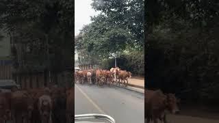 Cows don’t care - walking on the street in Nairobi Kenya