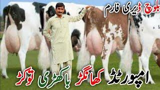 Baloch Dairy Farm | imported Cows And Australian Friesian cross cows | 4 September 2024