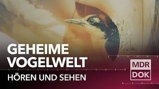 Das Geheimnis der Vögel ° Hören und Sehen | MDR DOK