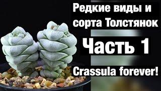 Крассула Crassula редкие виды и сорта. Часть 1. Моя коллекция Толстянок.