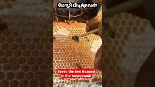 Saves the bee trapped in the honeycomb   #shibifarm #molipidithavan #honeybee