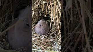 Bunny is resting in his warm, straw-nest  #freezingwinter #savebunny