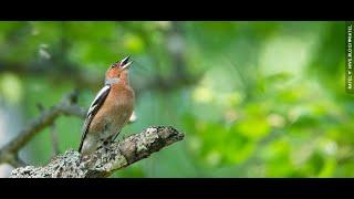 The common chaffinch or simply the chaffinch (Fringilla coelebs)