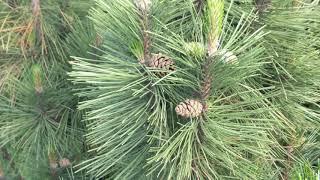 Сосна горная веймутова "Амерланд" Pinus monticola "Ammerland"