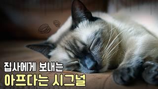 고양이가 아플때 보이는 행동 7가지