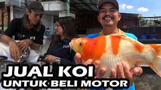 JUAL IKAN KOI UNTUK BELI SEPEDA MOTOR