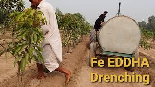 Fe EDDHA and Micro nutrients Application in  Mango