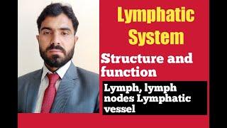 L-13 Lymphatic System  Structure and Function