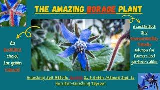 Borage as a Green Manure and its Nutrient-Enriching Taproot  #gardening #gardeningtips #greenmanure