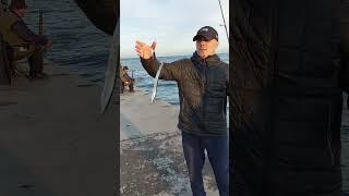 Как ловить саргана #shorts сарган на пилькер #fishing рыбалка на саргана #рыбалка  ловля саргана