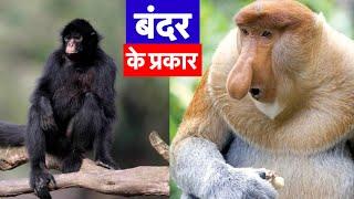 बंदर के प्रकार और जानकारी | Types of Monkey in world