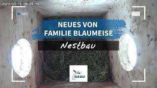 NABU Nistkastencam 2023 I Folge 1: Nestbau