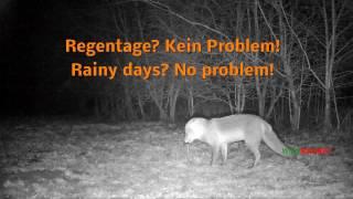 Altfuchs bei Regen an WILDMAGNET Lockung