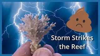 Storm strikes the reef!