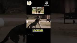 Types of Dogs used in Indian Army#shorts #youtubeshorts #indianarmy #nda