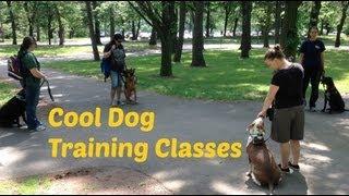 Getting Creative with Dog Training Classes