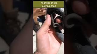 Dead snake is moving #shorts AnimalTube - World of animals