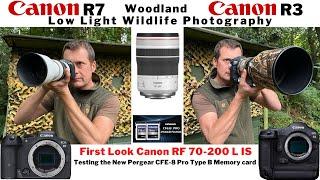 WILDLIFE PHOTOGRAPHY | Low Light Woodland Hide | Using the Canon R3 & R7 | Canon RF 70-200 F4 L IS