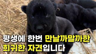 평생에 만나보기 힘든 진돗개 자견들입니다. | '깜이' 자견 강아지들 착한 분양 이벤트 진행 중 | 진돗개 All 흑구 '깜이'의 자견 강아지들