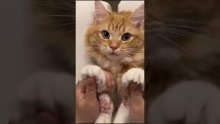 Interesting pet videos! #cat #dog #pets #music #meme #funny