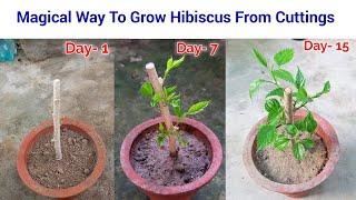 Easy To Grow Hibiscus from cuttings / how to grow hibiscus cuttings / hibiscus from cuttings