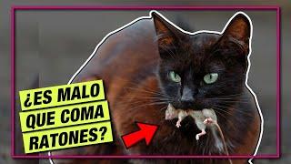 ¿Mi gato corre PELIGRO por comer RATONES y PÁJAROS?  LA GATERÍA TV