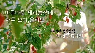 튀르키예 체리농장에 초대받았어요 | 삼남매와 체리 따기 현지식과 망갈 바베큐 현장