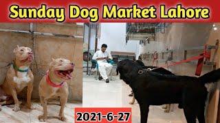 Sunday Dog Market || Tollinton market lahore || Urdu/Hindi ||Tollinton market lahore 2021