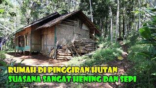 Nestapa Mereka Yang Tinggal Di Pinggiran Hutan. Ekonomi Pahit Kehidupanpun Sulit