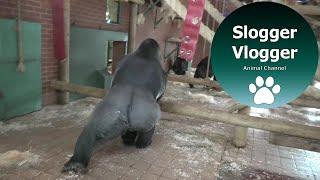 Oumbi The Huge Silverback Gorilla Has His Gym Session