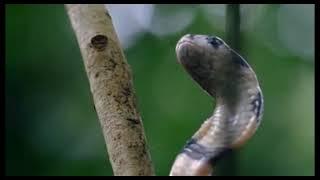 The King Cobra - Part Two