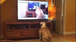 Bulldog Watches Video Of Herself, Her Reaction....Priceless!