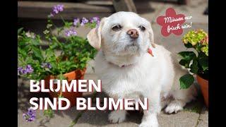 Blumen sind Blumen // Unser Imagefilm zum Girlsday 2023