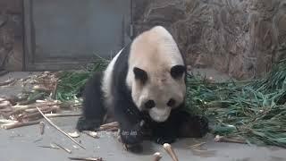 20230529大熊猫成兰吃午餐 Panda Cheng Lan