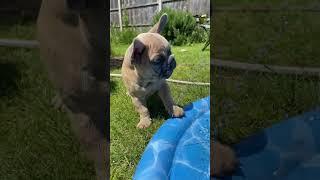 If I was your puppy…..  #puppy #pug #frenchie #cutedog #cutepuppy