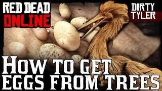 How To Get Eggs From Trees Plus Egret Egg Location for the Collector Role Red Dead Online RDR2