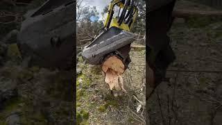 “King of the Forest:Harvester in Action” #lumberjack #forest #johndeere #harvester #timberteamhdpm