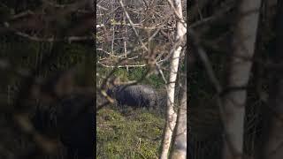 Rhino Walking in Chitwan Natonal Park /S-Series Photography