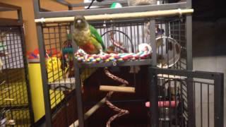 Conure Performs a Few More Tricks