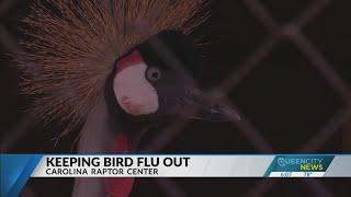 Carolina Raptor Center works to keep bird flu out