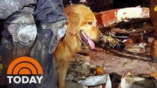 Remembering An Unsung Rescue Dog Of 9/11