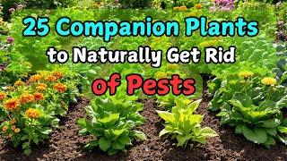 Top 25 Companion Plants to Naturally Get Rid of Pests