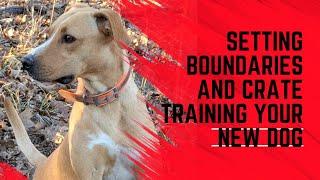 Train a squirrel dog: Puppy 8-10 Weeks Establishing Boundaries