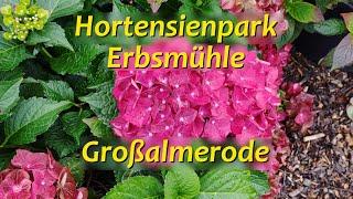 Hortensienpark Erbsmühle - Großalmerode