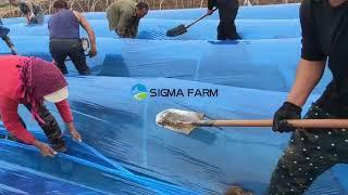 Ginger planting- cover film SIGMA FARM